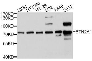 Western blot analysis of extracts of various cell lines, using BTN2A1 antibody. (BTN2A1 antibody  (AA 30-240))