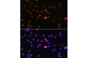 Immunofluorescence (IF) image for anti-Heterogeneous Nuclear Ribonucleoprotein A1 (HNRNPA1) antibody (ABIN7267627)