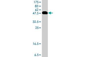 Western Blot detection against Immunogen (51. (PRR16 antibody  (AA 1-234))