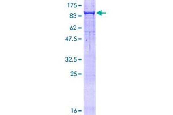 PCSK2 Protein (AA 1-619) (GST tag)