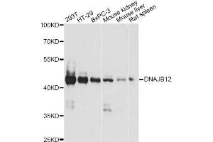 Western blot analysis of extracts of various cell lines, using DNAJB12 antibody (ABIN6290319) at 1:1000 dilution.
