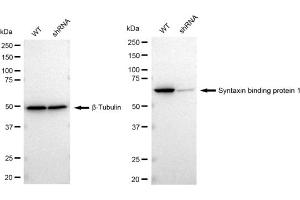 Western blotting analysis using Syntaxin binding protein 1 antibody (ABIN7800497).