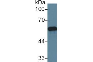 Western Blot; Sample: Human Lung lysate; Primary Ab: 2µg/ml Rabbit Anti-Human PDIA3 Antibody Second Ab: 0. (PDIA3 antibody  (AA 162-416))