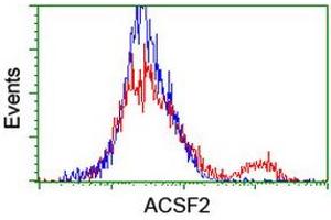 HEK293T cells transfected with either RC204368 overexpress plasmid (Red) or empty vector control plasmid (Blue) were immunostained by anti-ACSF2 antibody (ABIN2455778), and then analyzed by flow cytometry. (ACSF2 antibody)