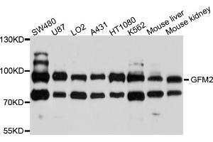Western blot analysis of extracts of various cell lines, using GFM2 antibody (ABIN4903758) at 1:1000 dilution. (GFM2 antibody)