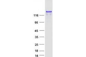 Validation with Western Blot (MAGI2 Protein (Myc-DYKDDDDK Tag))