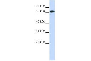 WDR21A antibody used at 1 ug/ml to detect target protein. (DCAF4 antibody  (Middle Region))
