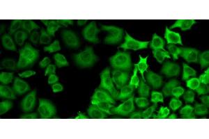 Immunofluorescence analysis of U2OS cells using HSP90AA1 Polyclonal Antibody (HSP90AA1 antibody)