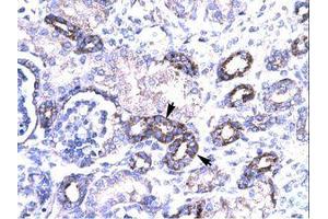 Image no. 3 for anti-PRKC, Apoptosis, WT1, Regulator (PAWR) (AA 212-261) antibody (ABIN202286) (PAWR antibody  (AA 212-261))