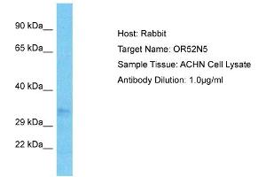 Host: Rabbit Target Name: OR52N5 Sample Type: ACHN Whole Cell lysates Antibody Dilution: 1.