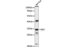 Western blot analysis of extracts of rat liver, using NIT1 antibody (ABIN7268923) at 1:1000 dilution. (Nitrilase 1 antibody  (AA 1-150))