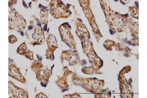 Immunostaining (ISt) image for anti-Mitogen-Activated Protein Kinase 3 (MAPK3) (AA 279-379) antibody (ABIN562406)