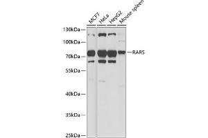 Western blot analysis of extracts of various cell lines, using RARS antibody (ABIN6127449, ABIN6146708, ABIN6146709 and ABIN6221913) at 1:1000 dilution. (RARS antibody  (AA 1-300))
