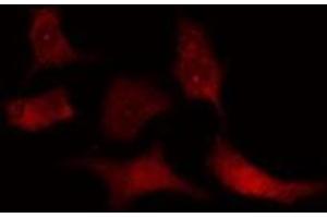 ABIN6275326 staining  HT29 cells by IF/ICC. (NUSAP1 antibody  (C-Term))