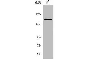 Western Blot analysis of 293 cells using YEATS2 Polyclonal Antibody (YEATS2 antibody  (Internal Region))