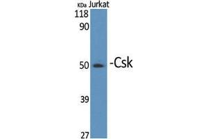 Western Blot (WB) analysis of specific cells using Csk Polyclonal Antibody. (CSK antibody  (Ser280))