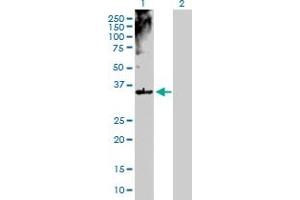 Western Blot analysis of MSI2 expression in transfected 293T cell line by MSI2 MaxPab polyclonal antibody. (MSI2 antibody  (AA 1-328))