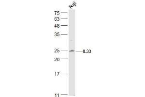 Raji lysates probed with IL33 Polyclonal Antibody, Unconjugated  at 1:500 dilution and 4˚C overnight incubation. (IL-33 antibody  (AA 1-111))