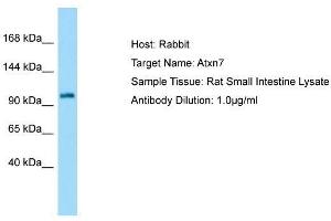 Host: Rabbit  Target Name: Atxn7  Sample Tissue: Rat Small Intestine lysates  Antibody Dilution: 1. (ATXN7 antibody  (N-Term))