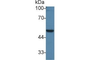 Western Blot; Sample: Rat Testis lysate; Primary Ab: 3µg/ml Rabbit Anti-Mouse PVRL3 Antibody Second Ab: 0.