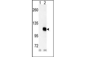 Image no. 1 for anti-Diacylglycerol Kinase, zeta (DGKZ) (C-Term) antibody (ABIN360519) (DGKZ antibody  (C-Term))