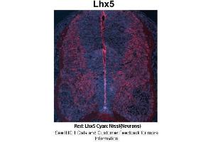 Sample Type : Embryonic mouse spinal cord Primary Antibody Dilution : 1:500 Secondary Antibody : Anti-rabbit-Cy3 Secondary Antibody Dilution : 1:1000 Color/Signal Descriptions : Red: Lhx5 Cyan: Nissl(Neurons) Gene Name : LHX5 Submitted by : Joshua R. (LHX5 antibody  (Middle Region))