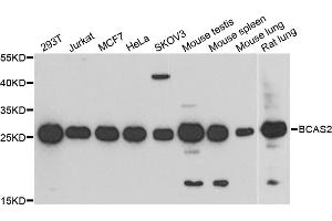 Western blot analysis of extracts of various cell lines, using BCAS2 antibody (ABIN5972469) at 1/1000 dilution. (BCAS2 antibody)