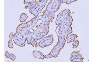IHC analysis of Flotillin 2 using anti-Flotillin 2 antibody (ABIN7600242). (Flotillin 2 antibody  (AA 169-344))