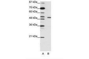 Image no. 2 for anti-Potassium Voltage-Gated Channel, Shaker-Related Subfamily, beta Member 2 (KCNAB2) (AA 121-170) antibody (ABIN203086) (KCNAB2 antibody  (AA 121-170))