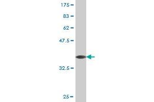 Western Blot detection against Immunogen (36. (T-Bet antibody  (AA 387-486))