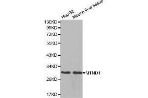 Western blot analysis of extracts of various cell lines, using MTND1 antibody. (MT-ND1 antibody  (AA 1-100))