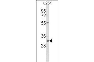 Western blot analysis in U251 cell line lysates (35ug/lane). (TCEA2 antibody  (AA 86-115))