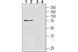 Western blot analysis of human  monocytic leukemia cell line lysate (lanes 1 and 3) and human  megakaryoblastic leukemia cell line lysate (lanes 2 and 4):1-2.