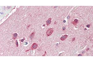 Immunohistochemistry of paraffin-embedded Brain, Cortex tissue using GRIN2C Polyclonal Antibody at dilution of 1:60. (GRIN2C antibody)