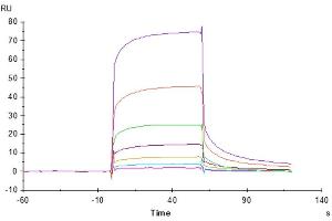Anti-LILRB1 Antibody, hFc Tag captured on CM5 Chip via Protein A can bind Cynomolgus LILRB1, His Tag with an affinity constant of 5. (LILRB1 Protein (AA 41-474) (His tag))
