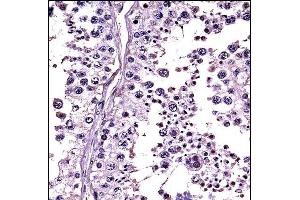 RLN1/RLN2 Antibody (C-term) ((ABIN657785 and ABIN2846759))immunohistochemistry analysis in formalin fixed and paraffin embedded human testis tissue followed by peroxidase conjugation of the secondary antibody and DAB staining. (RLN1,RLN2 antibody  (C-Term))