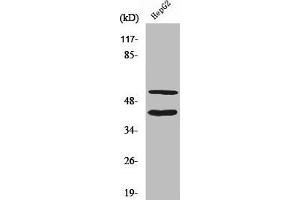 Western Blot analysis of HepG2 cells using Cleaved-MMP-10 (F99) Polyclonal Antibody (MMP1 antibody  (Cleaved-Phe99))