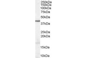 Western Blotting (WB) image for anti-Wingless-Type MMTV Integration Site Family, Member 3 (WNT3) (Internal Region) antibody (ABIN2466453) (WNT3 antibody  (Internal Region))