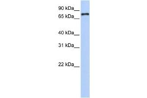 Western Blotting (WB) image for anti-Nuclear Receptor Subfamily 1, Group D, Member 1 (NR1D1) antibody (ABIN2458947) (NR1D1 antibody)