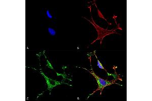 Immunocytochemistry/Immunofluorescence analysis using Mouse Anti-MMP9 Monoclonal Antibody, Clone S51-82 (ABIN1027712). (MMP 9 antibody  (AA 1-708))