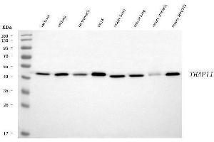 Western blot analysis of THAP11 using anti-THAP11 antibody (ABIN7599230). (THAP11 antibody  (AA 1-294))