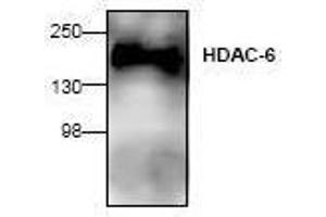 Image no. 1 for anti-Histone Deacetylase 6 (HDAC6) (N-Term) antibody (ABIN127242)