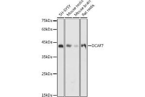 Western blot analysis of extracts of various cell lines, using DC antibody (ABIN6132184, ABIN6139432, ABIN6139434 and ABIN6222532) at 1:1000 dilution. (DCAF7 antibody  (AA 1-342))