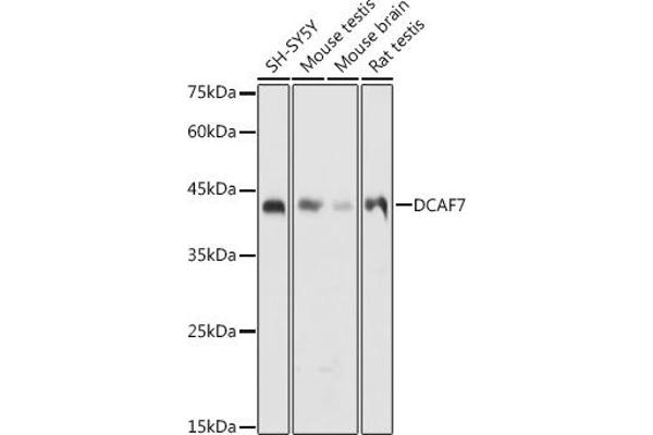 DCAF7 antibody  (AA 1-342)