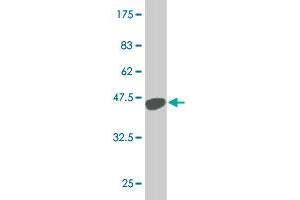 Western Blot detection against Immunogen (36. (EHMT1 antibody  (AA 1-100))