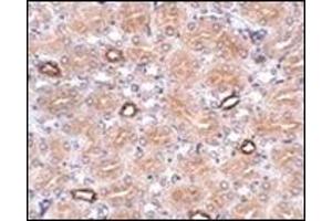 Immunohistochemistry of NOTUM in human brain tissue with this product at 2. (NOTUM antibody  (N-Term))