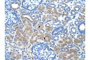 DCUN1D1 antibody was used for immunohistochemistry at a concentration of 4-8 ug/ml to stain Epithelial cells of renal tubule (arrows) in Human Kidney.