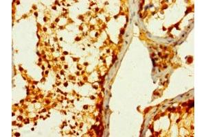 Immunohistochemistry of paraffin-embedded human testis tissue using ABIN7170691 at dilution of 1:100 (Stanniocalcin 1 antibody  (AA 39-247))