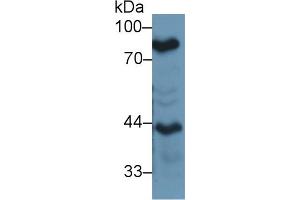 Western blot analysis of Mouse Lung lysate, using Mouse LTF Antibody (1 µg/ml) and HRP-conjugated Goat Anti-Rabbit antibody (