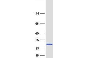 Validation with Western Blot (NME5 Protein (Myc-DYKDDDDK Tag))